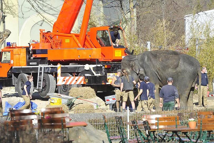 Elefanten-Oma Tina: Im März erlitt die Leitkuh einen Schwächeanfall. Mit Hilfe der Feuerwehr wurde sie wieder aufgerichtet. Die Bilder.