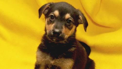 So ähnlich dürfte der junge Hund als Welpe ausgesehen haben. So ähnlich dürfte der junge Hund als Welpe ausgesehen haben.