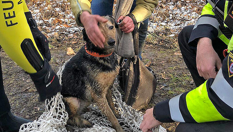Hundedame "Violetta" konnte unverletzt zu ihrer Besitzerin zurückgebracht werden.
