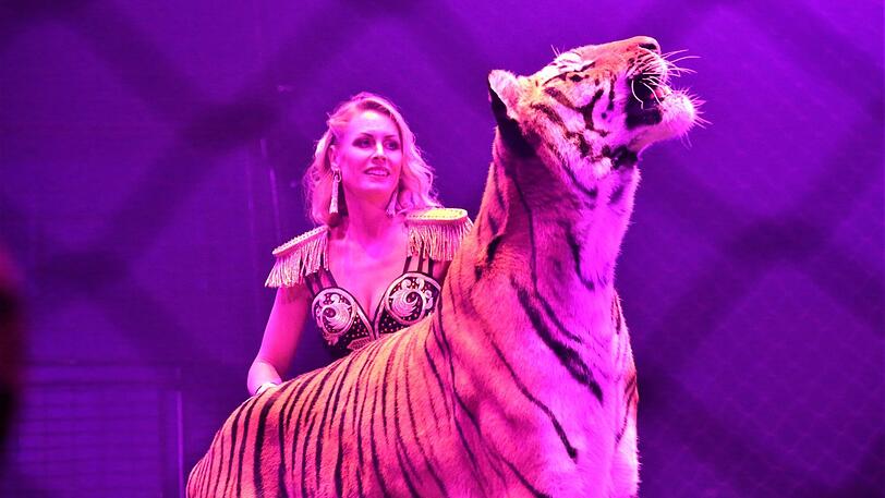 Sarah Houcke führt im neuen Programm eine Nummer mit fünf Bengalischen Tigern aus dem Hause Lacey vor.