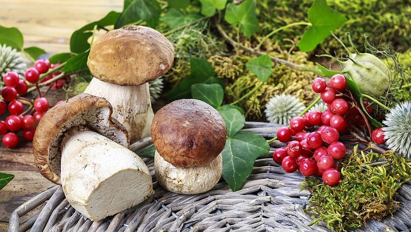 Steinpilze sind eine besondere Delikatesse. Allerdings findet man sie in diesem Herbst nur sehr selten.