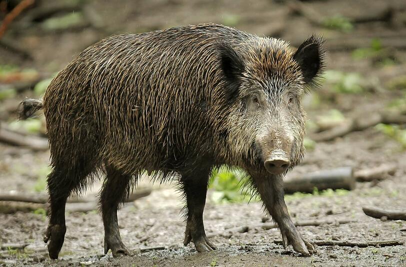 Ein Wildschwein griff in Franken eine Spaziergängerin an.