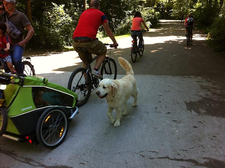 Unterwegs mit Rad, Anhänger - und Hund.