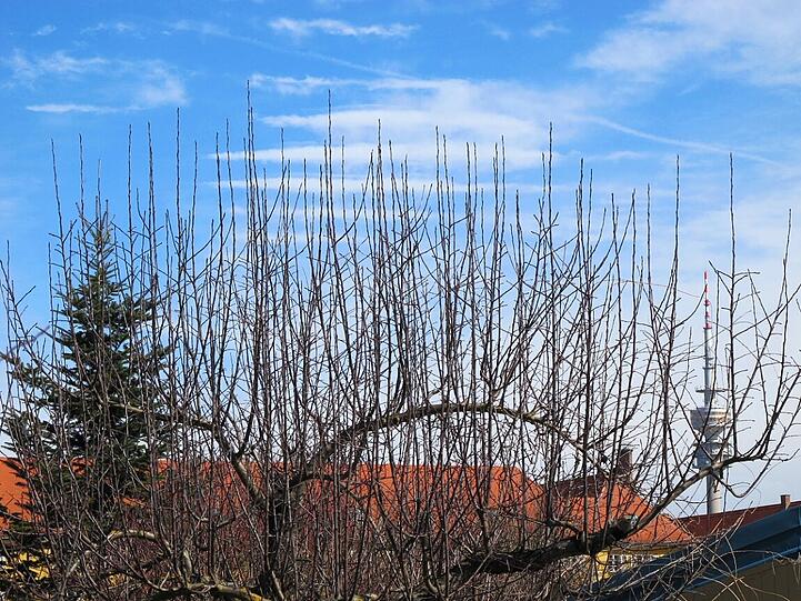 AZ-Leser Djordje Matkovic hat in der Gartenlaube in Moosach die Frühlingsboten fotografiert. Die Bilder.