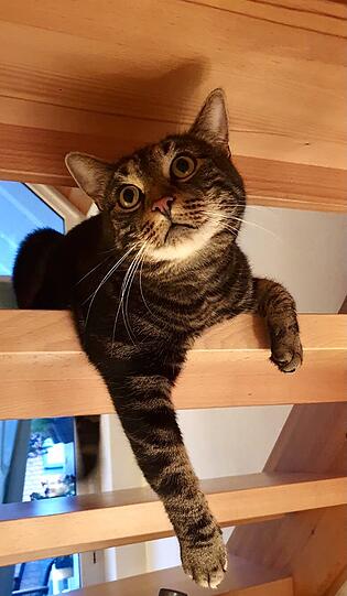 Milow