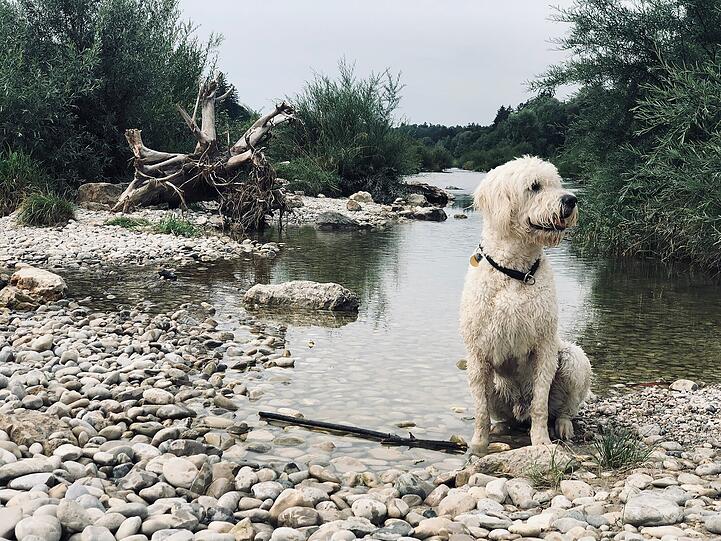 Louie