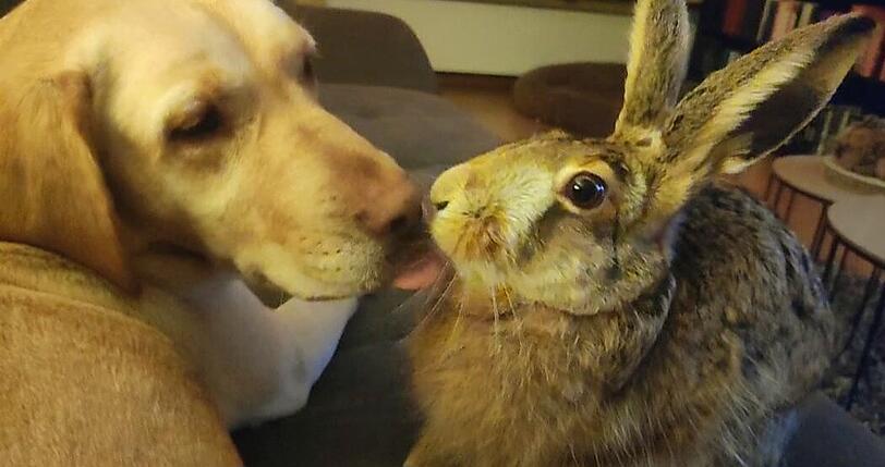 Labrador Lucie und Hase Leon