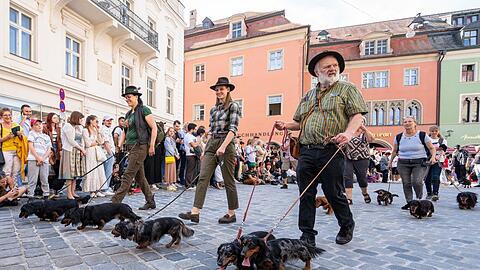 Auf der letzten Dackelparade spazierten mehr als 1.000 der kurzbeinigen H&uuml;ndchen mit ihren Besitzerinnen und Besitzer durch die Stadt. (Archivbild)