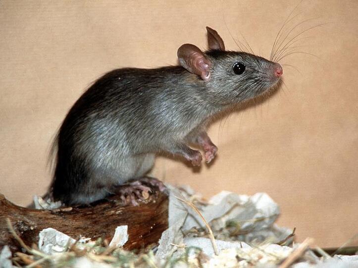200 Ratten und Mäuse sowie etwa 60 Würgeschlangen hielt eine Frau in ihrer Nürnberger Wohnung