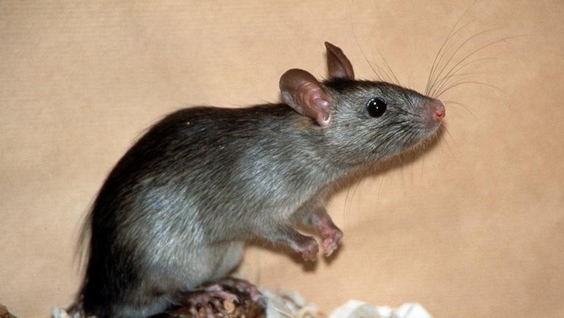 200 Ratten und Mäuse sowie etwa 60 Würgeschlangen hielt eine Frau in ihrer Nürnberger Wohnung 200 Ratten und Mäuse sowie etwa 60 Würgeschlangen hielt eine Frau in ihrer Nürnberger Wohnung
