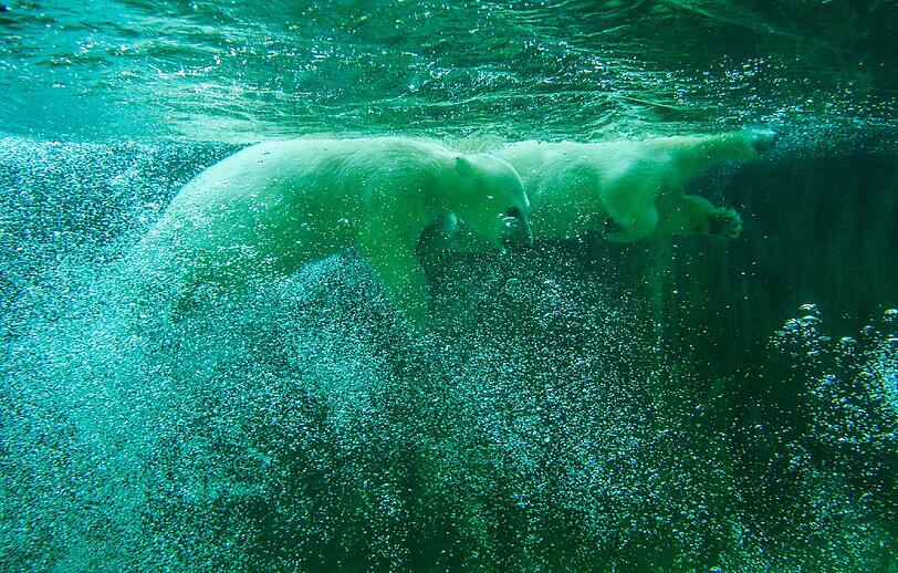 Zwei Jahre lang waren die Eisbären-Zwillinge der Publikumsmagnet im Tierpark. Hier einige Archivbilder.