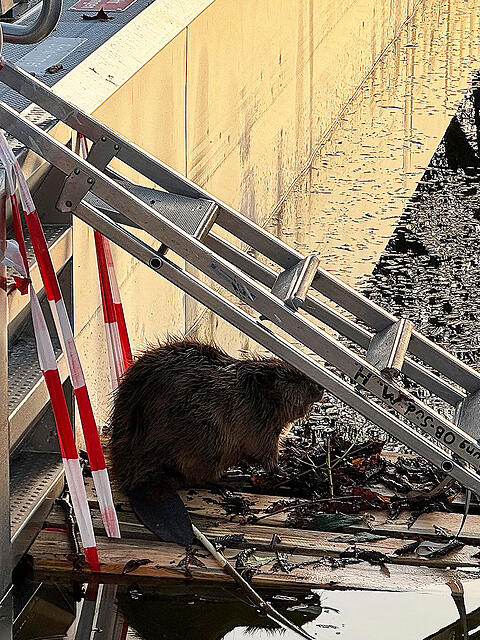 Der Biber hockt leicht ver&auml;ngstigt unter einer Leiter.