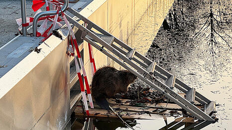 Der Biber hockt leicht ver&auml;ngstigt unter einer Leiter.