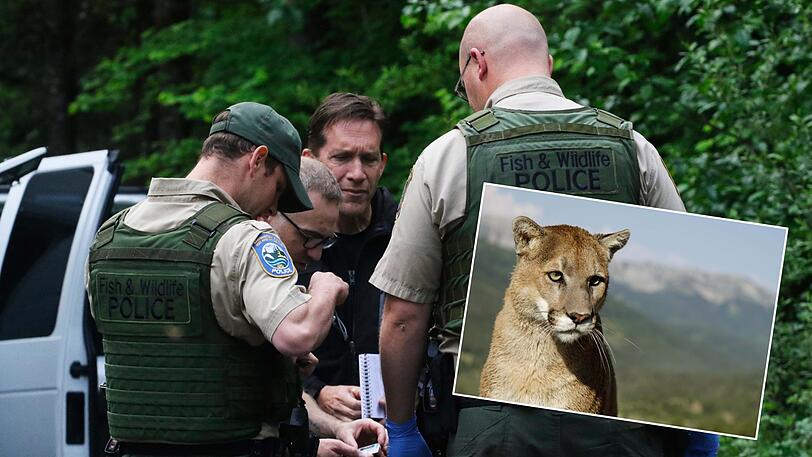 Ein Puma hat im US-Staat Washington einen Fahrradfahrer verschleppt und getötet.