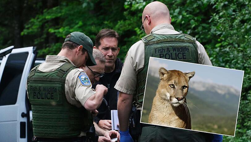 Ein Puma hat im US-Staat Washington einen Fahrradfahrer verschleppt und getötet. Ein Puma hat im US-Staat Washington einen Fahrradfahrer verschleppt und getötet.