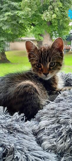 Bommel