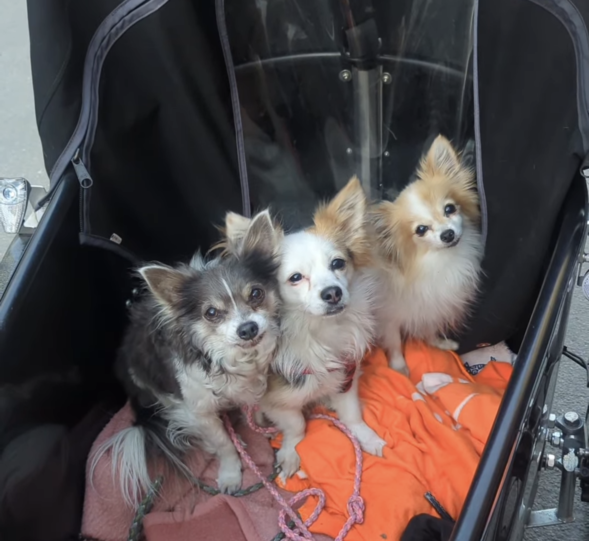 Elfi: Hilft einer älteren Dame ab und an das Haus zu verlassen, somit ein kleiner Therapiehund und hört für einen Tierschutzhund unglaublich