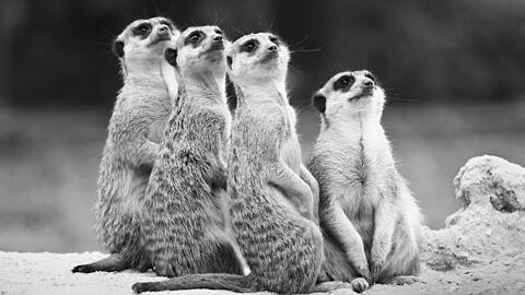Die Erdmännchen Ruanda, Quodo, Quimbele und Rafiki starben bei dem Unfall.