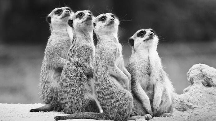 Die Erdmännchen Ruanda, Quodo, Quimbele und Rafiki starben bei dem Unfall.