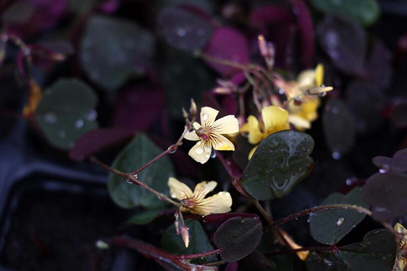 Oxalis, auch Sauerklee genannt, sieht nicht nur hübsch aus, sondern enthält auch viel Vitamin C und schmeckt leicht scharf nach Zitrone.