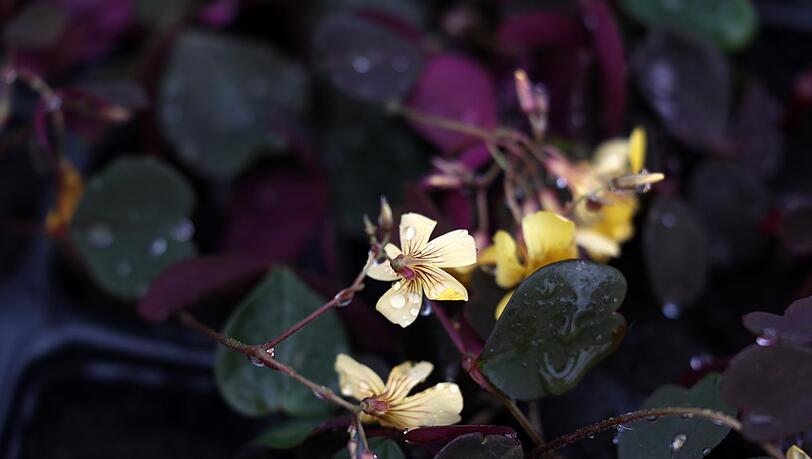 Oxalis, auch Sauerklee genannt, sieht nicht nur hübsch aus, sondern enthält auch viel Vitamin C und schmeckt leicht scharf nach Zitrone. Oxalis, auch Sauerklee genannt, sieht nicht nur hübsch aus, sondern enthält auch viel Vitamin C und schmeckt leicht scharf nach Zitrone.
