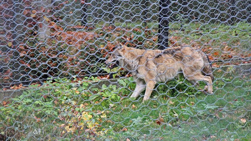 Ein Wolf konnte in einer Lebendfalle eingefangen werden.