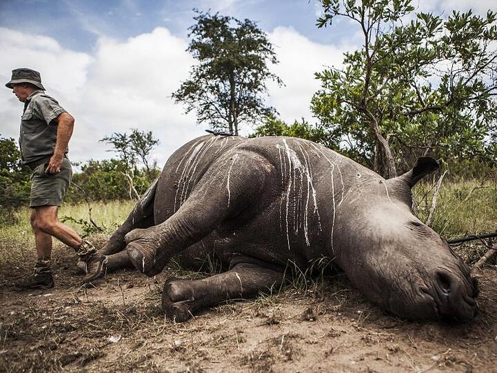 Getötetes Nashorn im Krüger National Park. Nördlich von Johannesburg hat die Polizei 167 Hörner von Nashörnern beschlagnahmt. Dabei wurden zwei Verdächtige festgenommen.