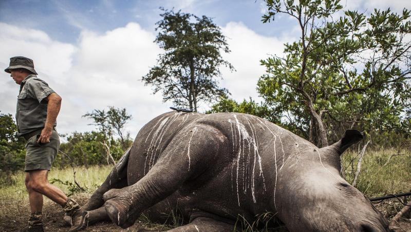 Getötetes Nashorn im Krüger National Park. Nördlich von Johannesburg hat die Polizei 167 Hörner von Nashörnern beschlagnahmt. Dabei wurden zwei Verdächtige festgenommen. Getötetes Nashorn im Krüger National Park. Nördlich von Johannesburg hat die Polizei 167 Hörner von Nashörnern beschlagnahmt. Dabei wurden zwei Verdächtige festgenommen.