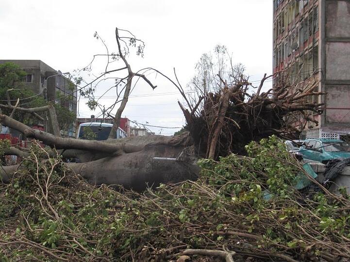 Nach dem Sturm: Ein entwurzelter Baum liegt auf einer Straße.