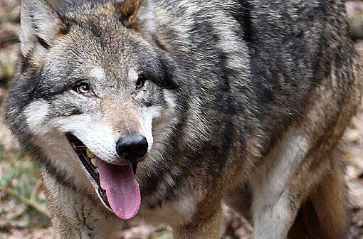 Irgendwo im Wendelstein hoch über Bayrischzell hat sich der Wolf herumgetrieben. Jetzt ist er allerdings schon sehr, sehr lange nicht mehr gesehen worden.