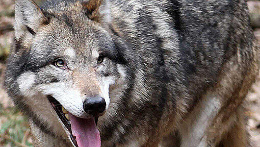 Irgendwo im Wendelstein hoch über Bayrischzell hat sich der Wolf herumgetrieben. Jetzt ist er allerdings schon sehr, sehr lange nicht mehr gesehen worden. Irgendwo im Wendelstein hoch über Bayrischzell hat sich der Wolf herumgetrieben. Jetzt ist er allerdings schon sehr, sehr lange nicht mehr gesehen worden.