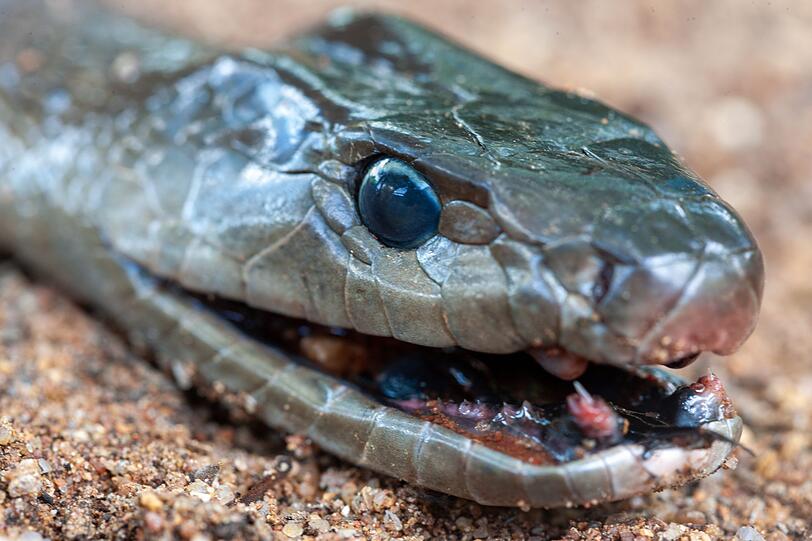 Nicht so unscheinbar wie kleine Insekten sind Schwarze Mambas. Die Giftschlangen aus Afrika können bis zu 4,5 Meter lang werden und vor allem kleine Säugetiere wie Mäuse und Ratten ohne Probleme verschlingen. Die Mamba tötet ihre Opfer mit dem Nervengift Neurotoxin, das zu sofortiger Atemlähmung führt. Naturgemäß sind Schwarze Mambas recht scheu, doch in Gefahrenlage beißen sie auch bei Menschen zu. Nicht so unscheinbar wie kleine Insekten sind Schwarze Mambas. Die Giftschlangen aus Afrika können bis zu 4,5 Meter lang werden und vor allem kleine Säugetiere wie Mäuse und Ratten ohne Probleme verschlingen. Die Mamba tötet ihre Opfer mit dem Nervengift Neurotoxin, das zu sofortiger Atemlähmung führt. Naturgemäß sind Schwarze Mambas recht scheu, doch in Gefahrenlage beißen sie auch bei Menschen zu.