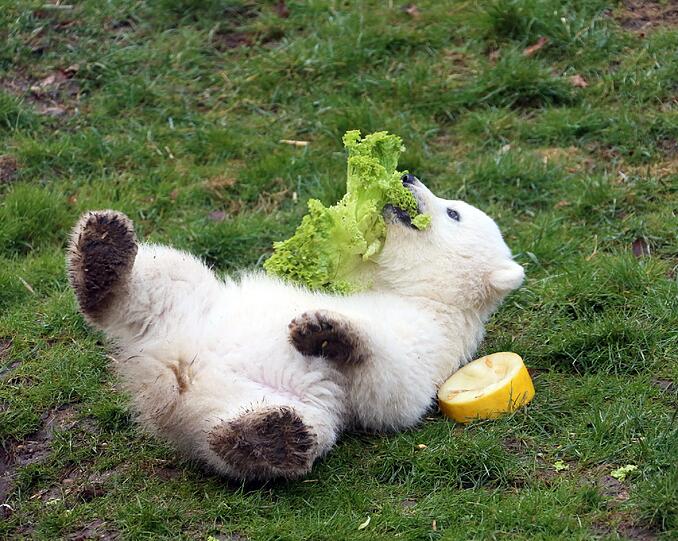 Die Eisbärenbabys begeistern die Besucher vom Tierpark Hellabrunn.