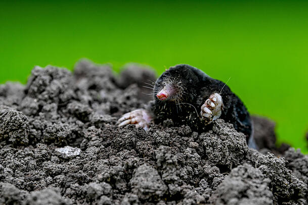 Auch der Maulwurf hinterlässt Erdhügel. Doch nicht immer ist er es, der den Garten umwühlt.