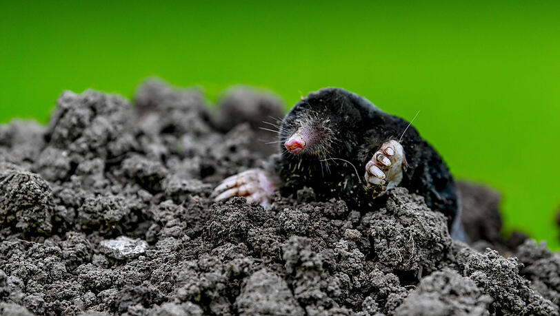 Auch der Maulwurf hinterlässt Erdhügel. Doch nicht immer ist er es, der den Garten umwühlt.