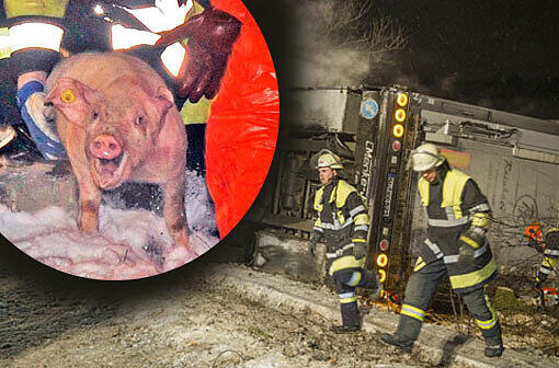 Schweine-Drama auf der Autobahn: Nach einem Lkw-Unfall mussten auf der A99 viele Tiere vor Ort geschlachtet werden.