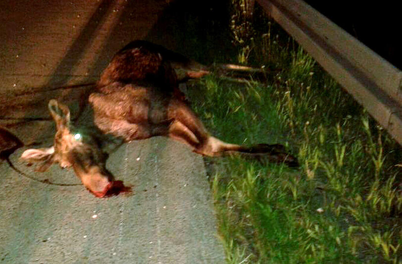 Der tote Elch liegt auf der Autobahn 3 bei Iggensbach im Landkreis Deggendorf.
