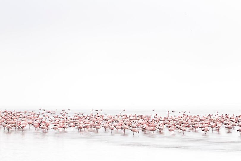 Platz 1 in der Kategorie "Wildnis": Alessandra Meniconzi aus der Schweiz