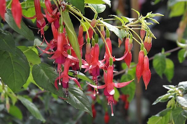 Die elegante Schönheit der Fuchsien begeistert viele Menschen. Sie dürfen erst nach den Eisheiligen nach draußen. Die elegante Schönheit der Fuchsien begeistert viele Menschen. Sie dürfen erst nach den Eisheiligen nach draußen.