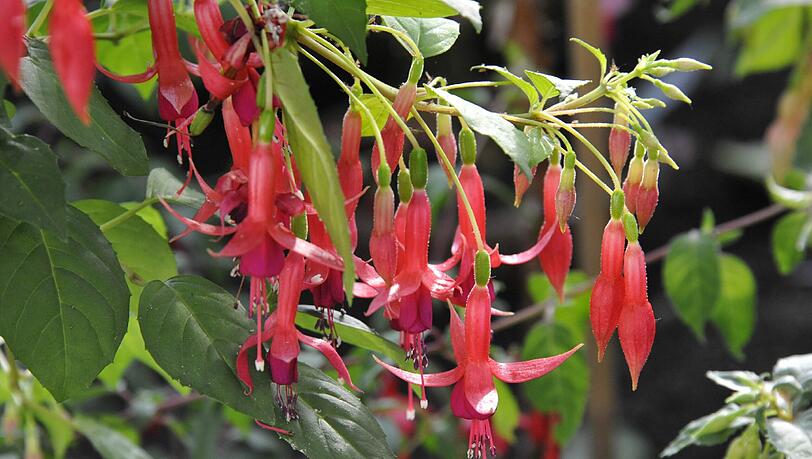 Die elegante Schönheit der Fuchsien begeistert viele Menschen. Sie dürfen erst nach den Eisheiligen nach draußen. Die elegante Schönheit der Fuchsien begeistert viele Menschen. Sie dürfen erst nach den Eisheiligen nach draußen.