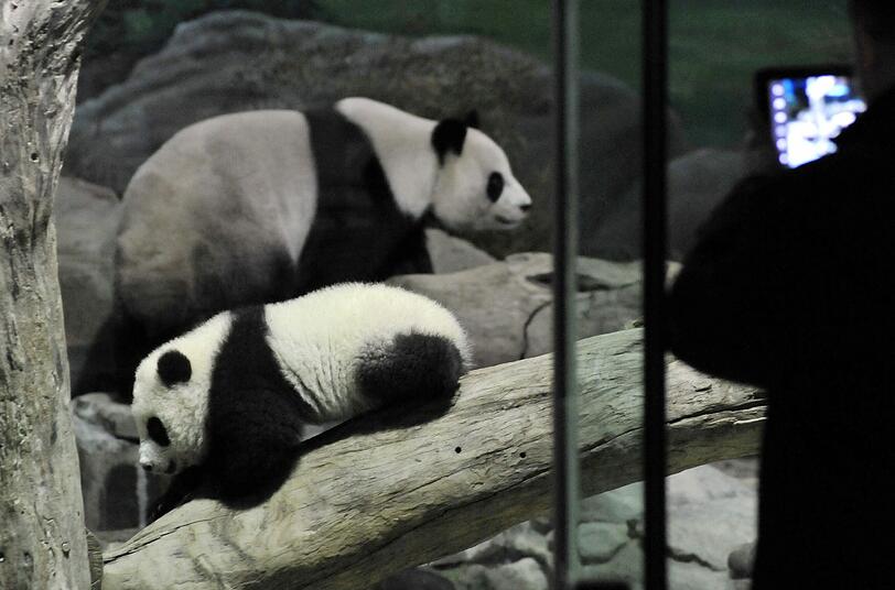 Zum ersten Mal vor Publikum: Die kleine "Yuan Zai" turnt durch das Gehege.