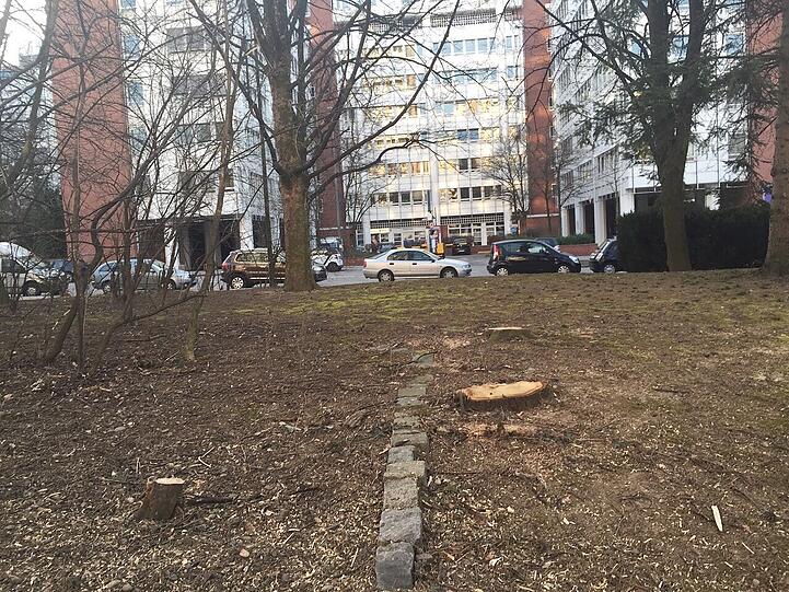Verstört laufen suchen die Jungtiere nach ihren Nestern.