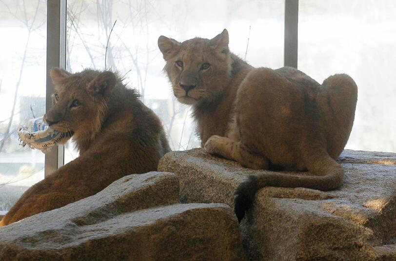 Zwei einjährige Löwenjungs wohnen seit einigen Tagen im Tierpark Hellabrunn. Und der TSV 1860 hat für sie eine Patenschaft übernommen. Klicken Sie durch die besten Aufnahmen von den verspielten Tieren!