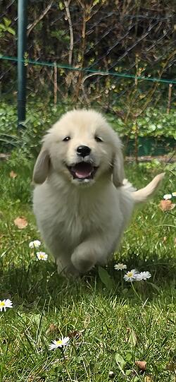Ellie ist einfach ein Herzenshund. Sie hat mit ihren 11 Wochen bereits ein ganz besonderes Gespür dafür wenn es einem nicht gut geht und schafft es jedem ein Lächeln ins Gesicht zu zaubern.