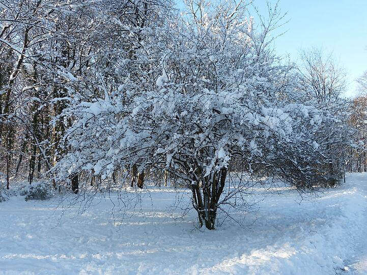 Der Englische Garten unter Schneemassen.