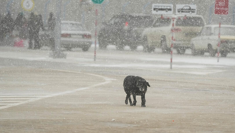 In der Ukraine und den Grenzgeboten gibt es viele herrenlose Tiere - so auch dieser Hund läuft am Grenzübergang in Palanca, Moldau. In der Ukraine und den Grenzgeboten gibt es viele herrenlose Tiere - so auch dieser Hund läuft am Grenzübergang in Palanca, Moldau.