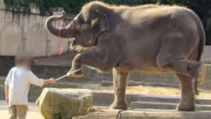Tierpfleger im Zoo Hannover sollen Elefanten misshandelt haben.