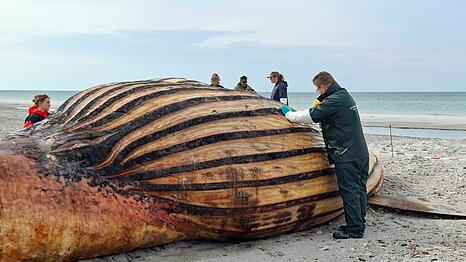 Experten bei der Obduktion des Buckelwals am Strand der Insel Anholt.