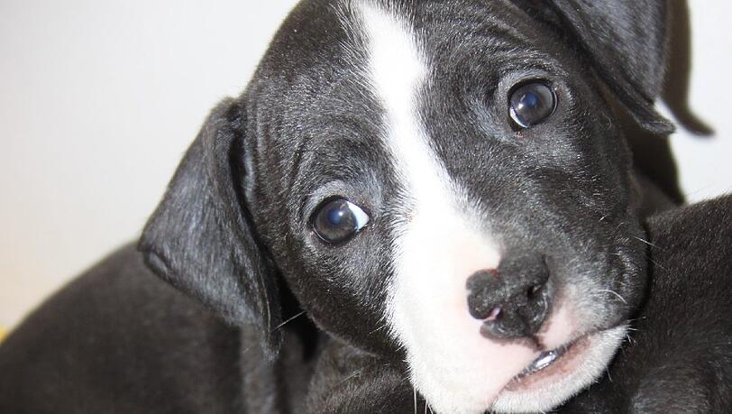 Die beiden Welpen kuscheln sich aneinander. Jetzt sind sie im Tierheim. Die beiden Welpen kuscheln sich aneinander. Jetzt sind sie im Tierheim.