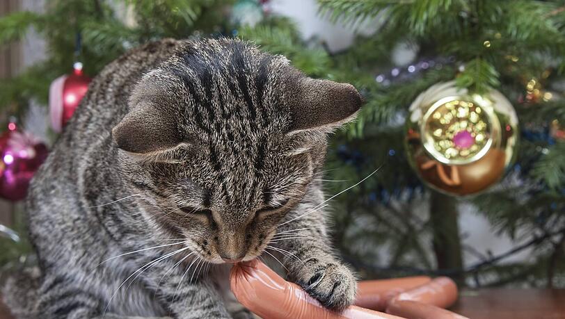 Menschenessen wie Wurst ist f&uuml;r Katzen nicht geeignet. Darin enthalten sind f&uuml;r die Fellnasen sch&auml;dliche Inhaltsstoffe wie Salz, Fett und Gew&uuml;rze.